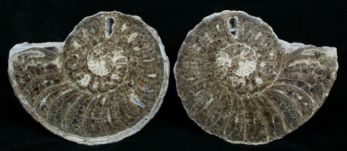 / Mammites Nodosoides Ammonite - Morocco #3999